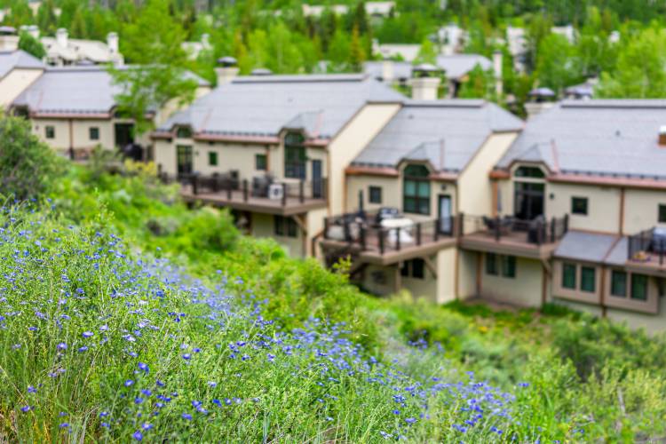 wildflowers in Beaver Creek