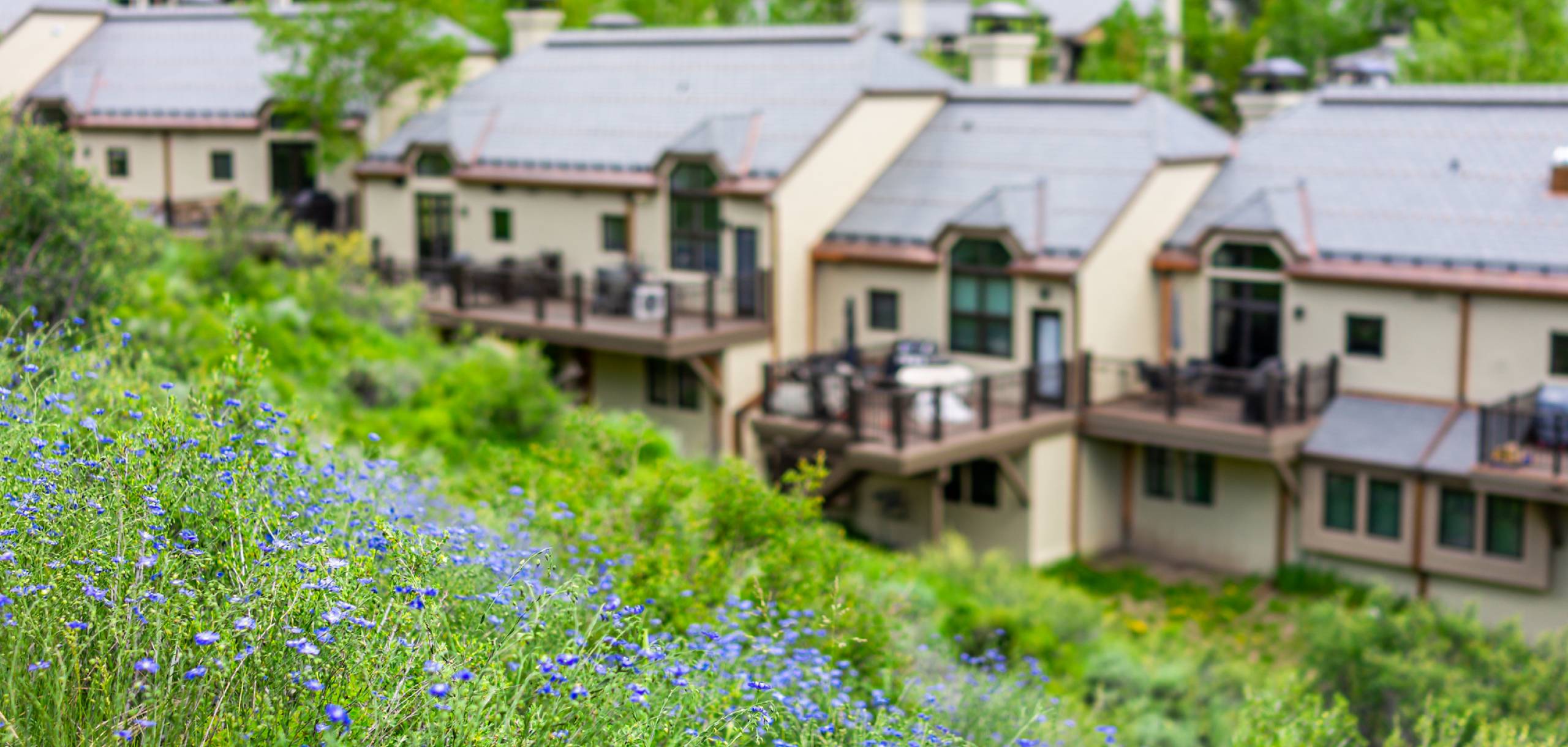 wildflowers in Beaver Creek