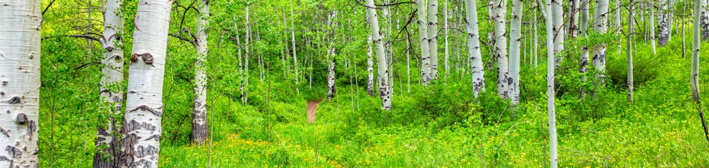 Hiking Trail in Beaver Creek