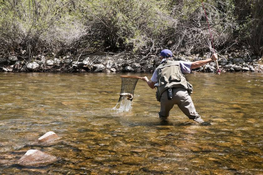 Person catching a trout in a net while fly fishing
